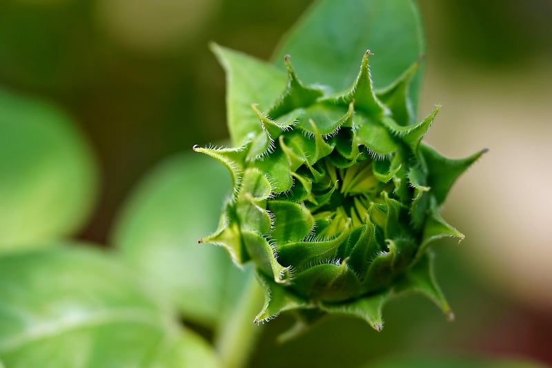 Companion Planting